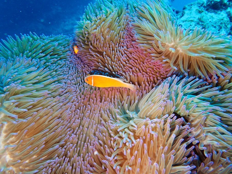 Amphiprion perideraion