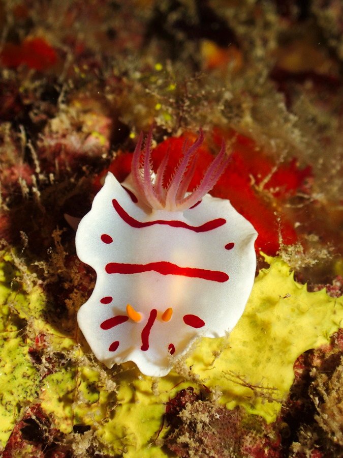 Verconia catalai