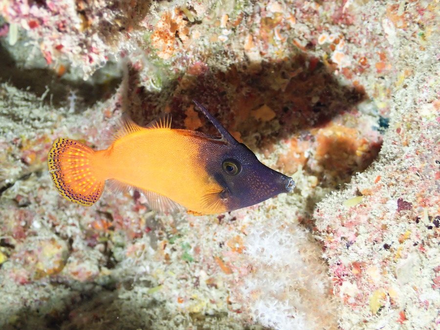 Pervagor melanocephalus