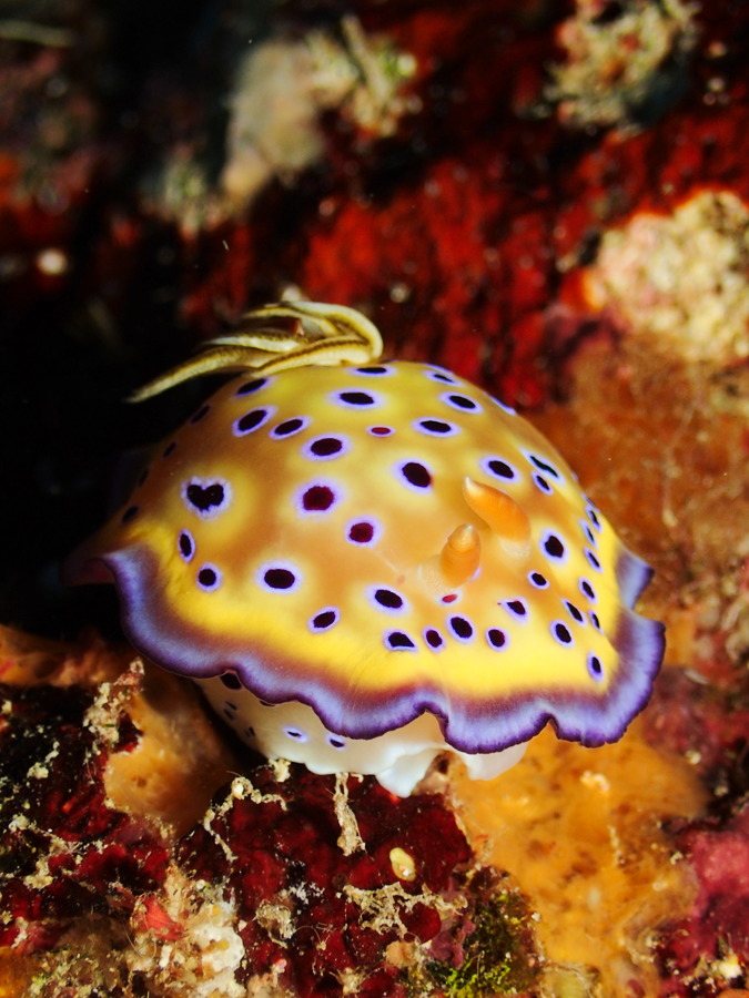 Goniobranchus kuniei