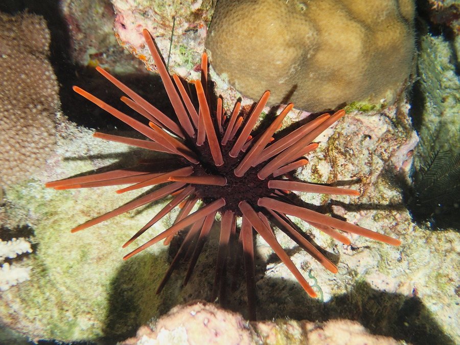 Heterocentrotus mammillatus