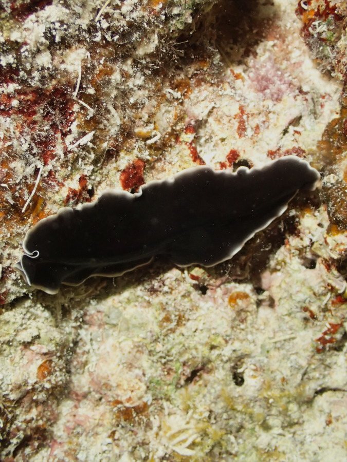 Pseudoceros lactolimbus