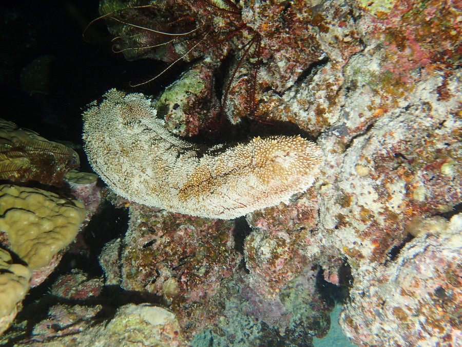 Thelenota anax