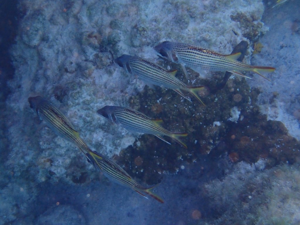 Neoniphon sammara