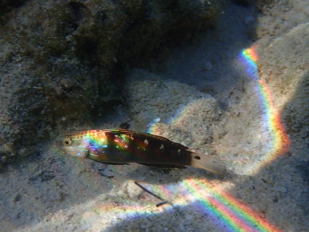 Amblygobius phalaena