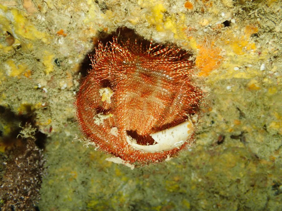 Salmacis belli