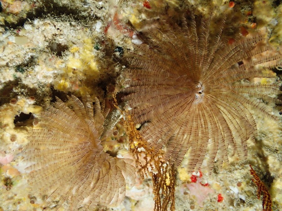 Sabellidae sp.