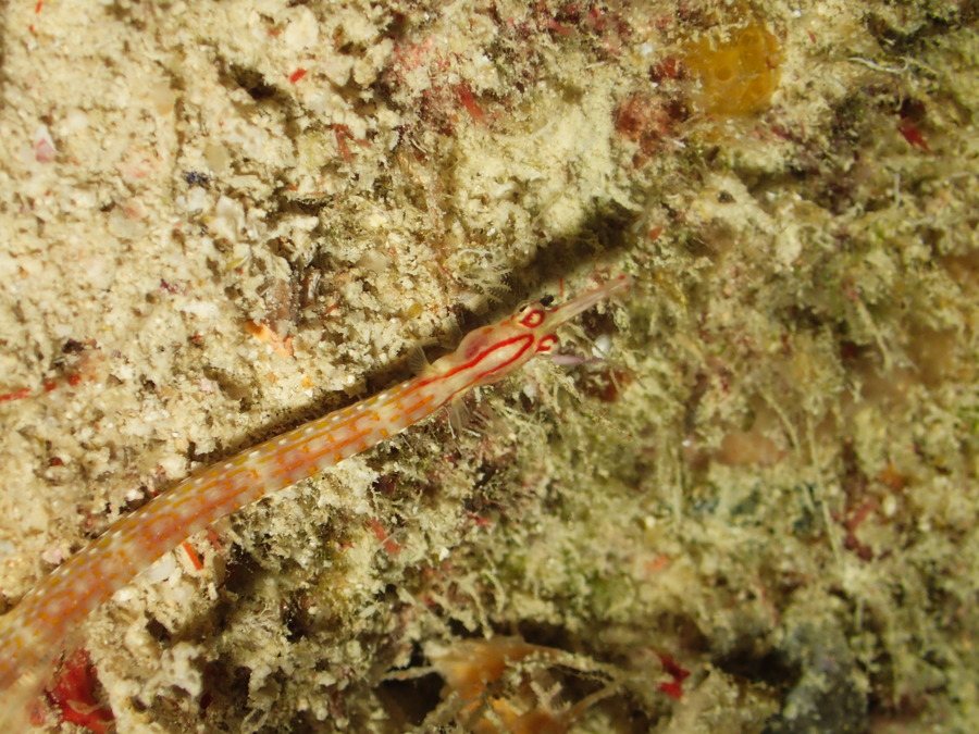 Corythoichthys nigripectus