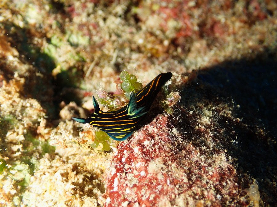 Roboastra luteolineata