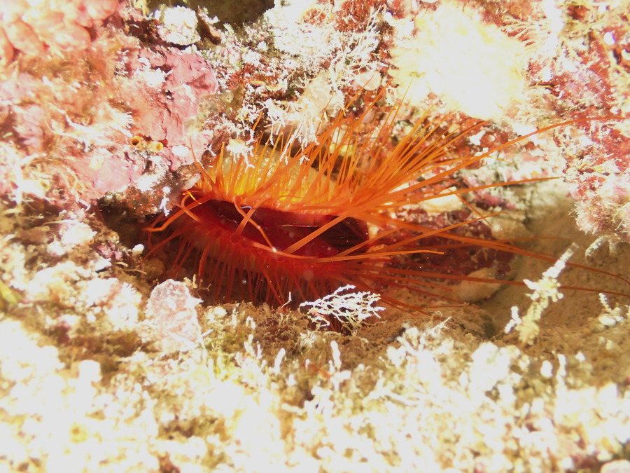 Limidae