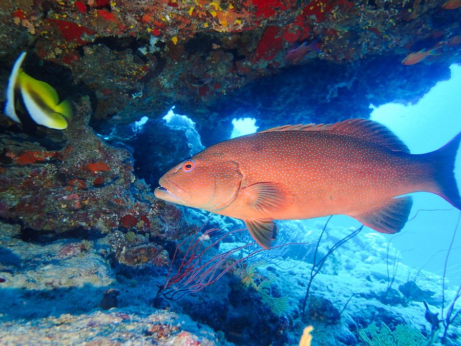 Plectropomus leopardus