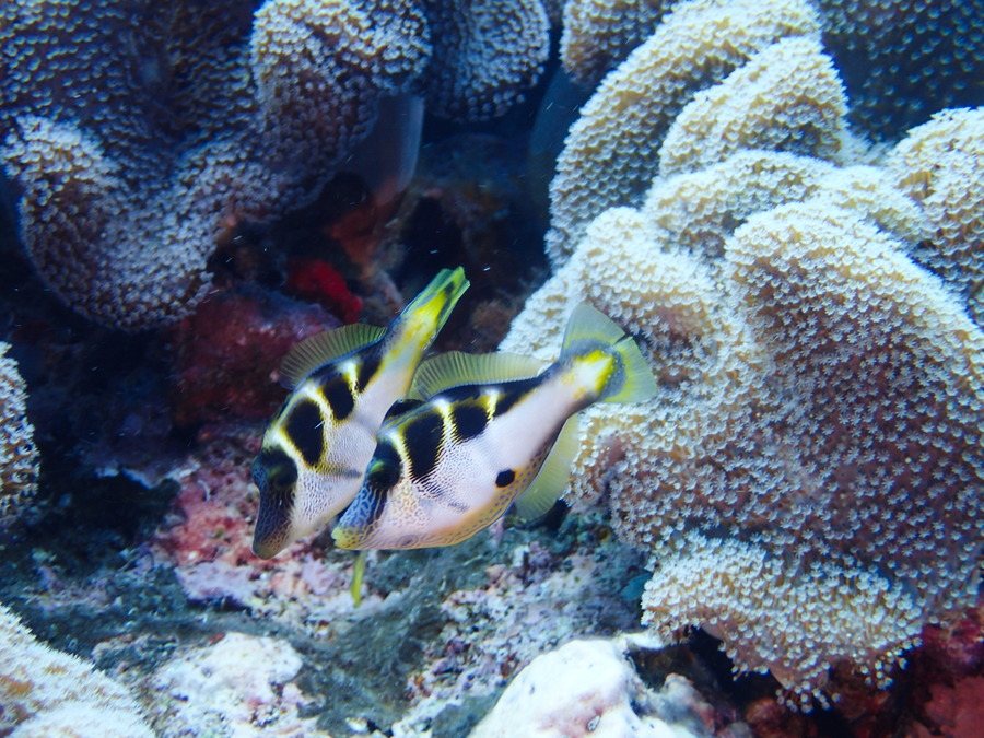 Paraluteres prionurus