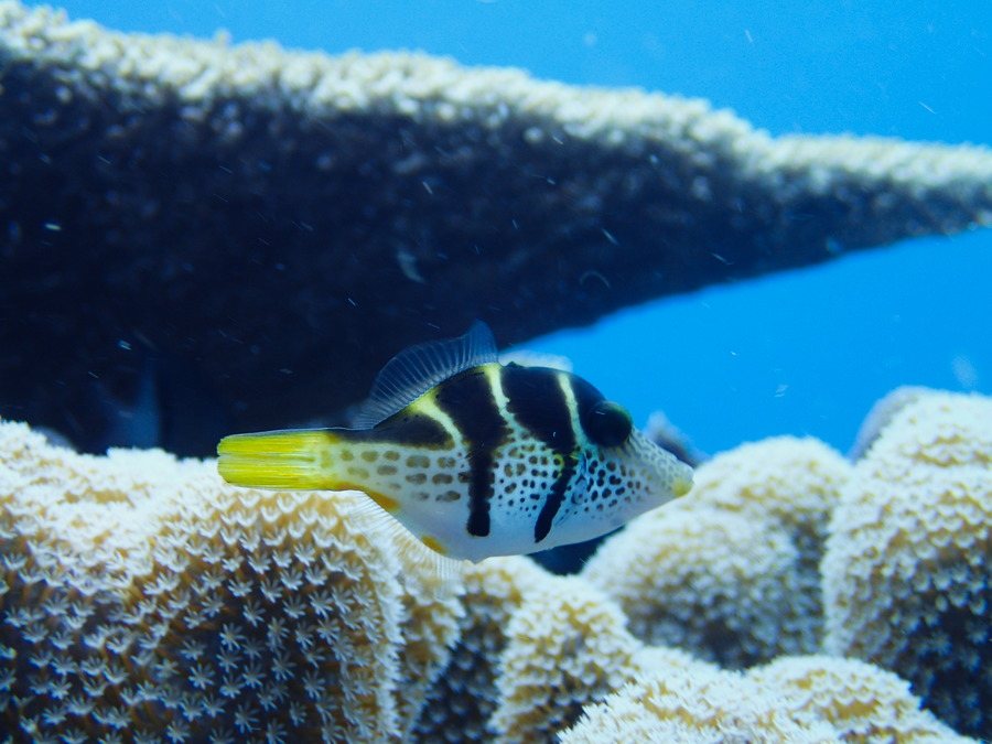 Canthigaster valentini