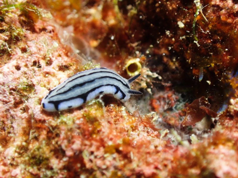 Phyllidiopsis annae