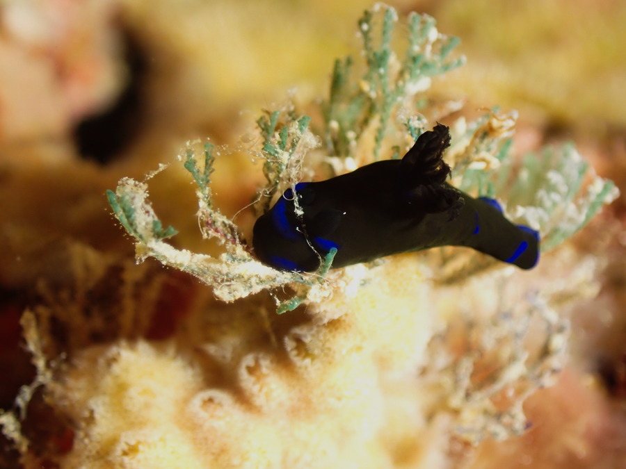 Tambja morosa