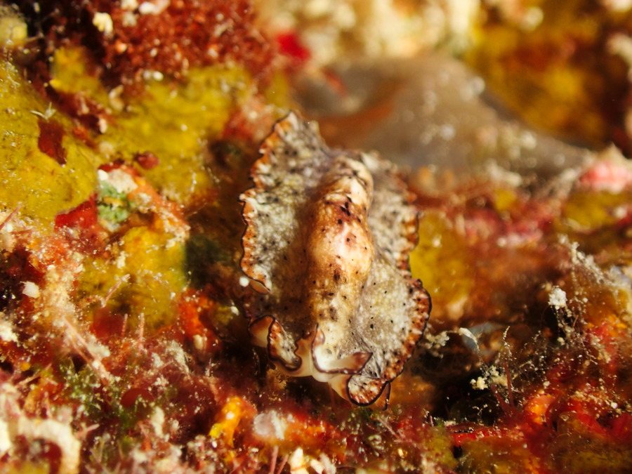 Organismes vermiformes