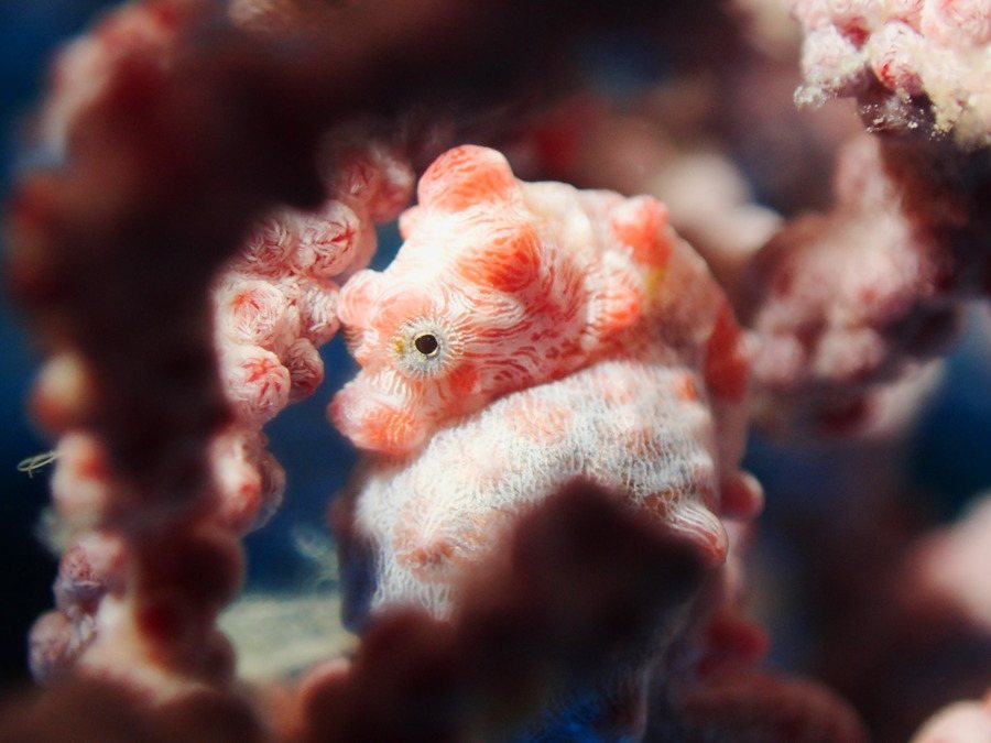 Hippocampus bargibanti