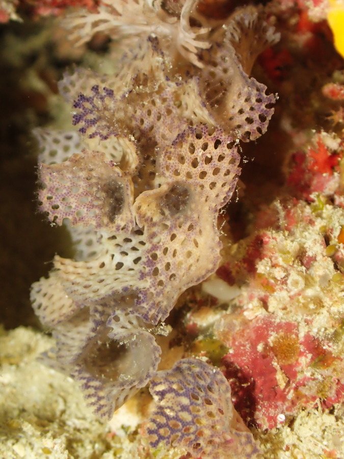 Iodictyum sp.