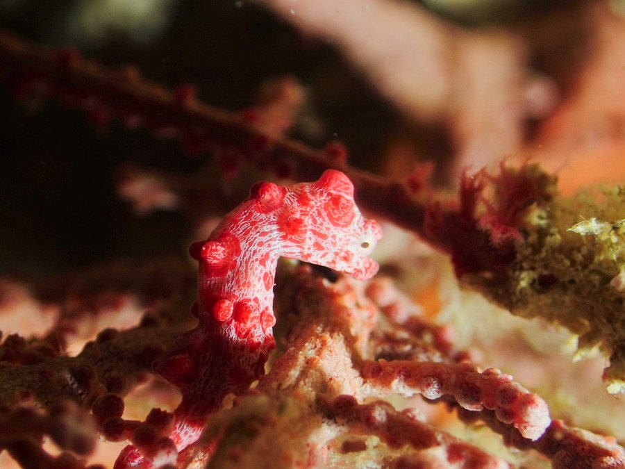 Hippocampus bargibanti