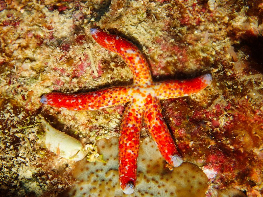 Étoile de mer