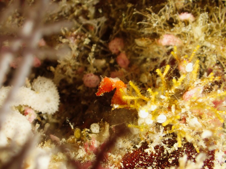 Hippocampus pontohi