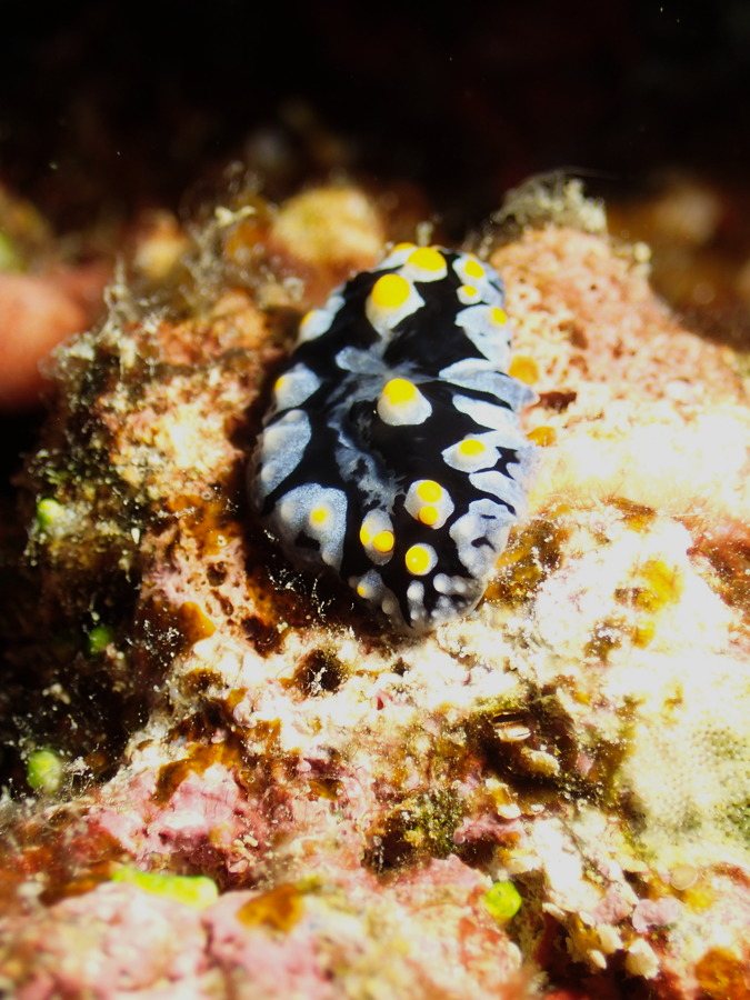 Phyllidia carlsonhoffi