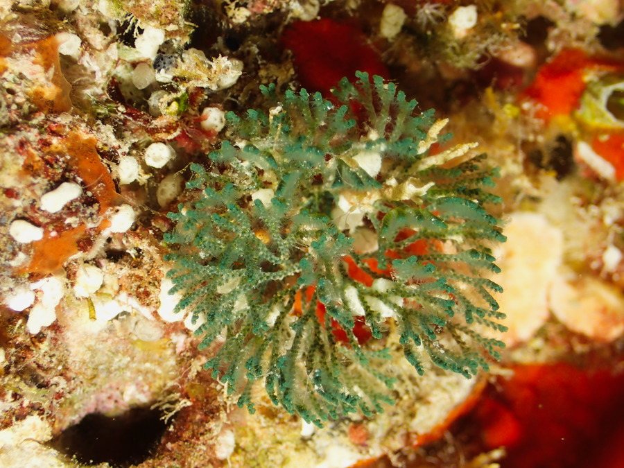 Virididentula dentata