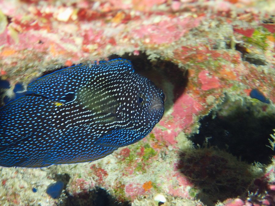 Calloplesiops altivelis