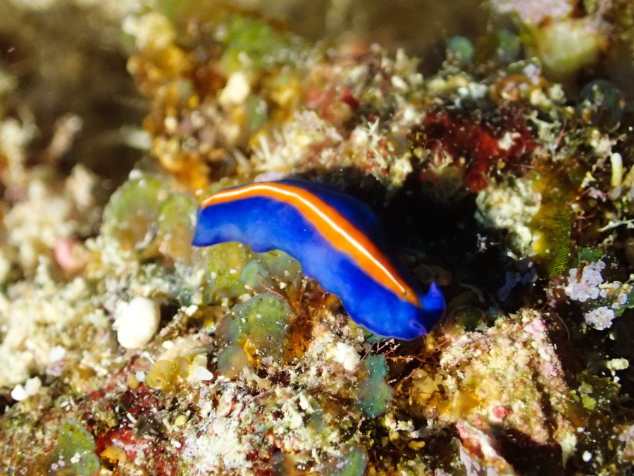 Organismes vermiformes