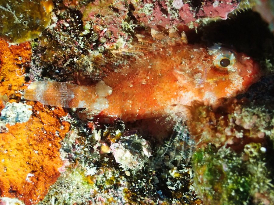 Sebastapistes sp.