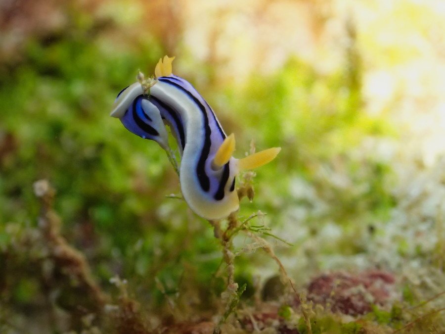 Chromodoris lochi