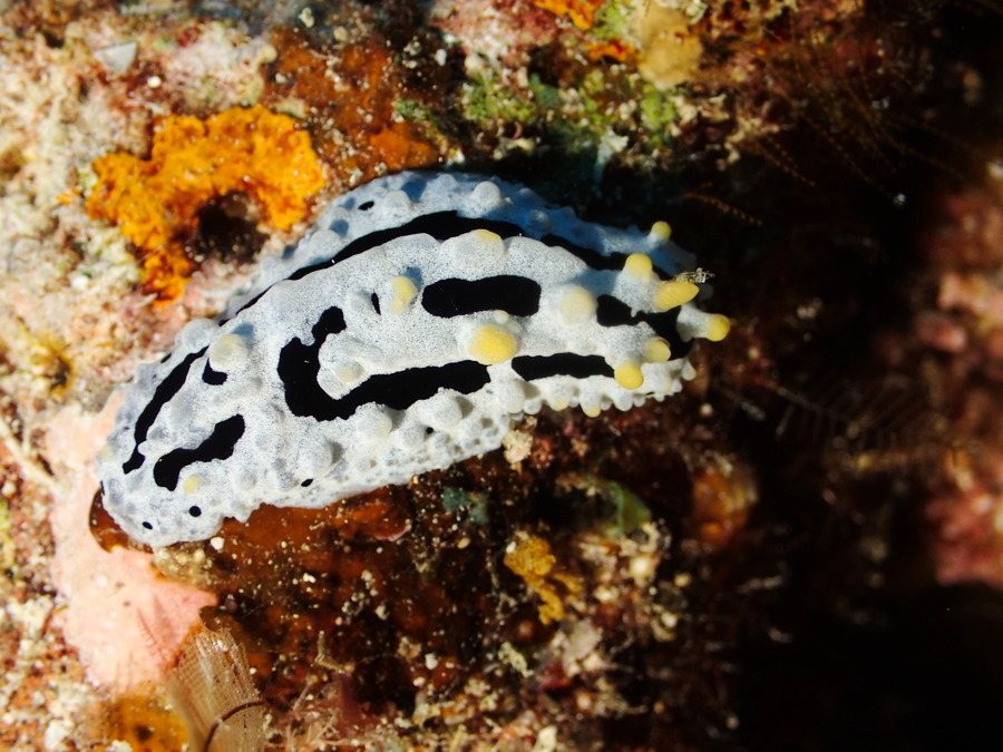 Phyllidia coelestis
