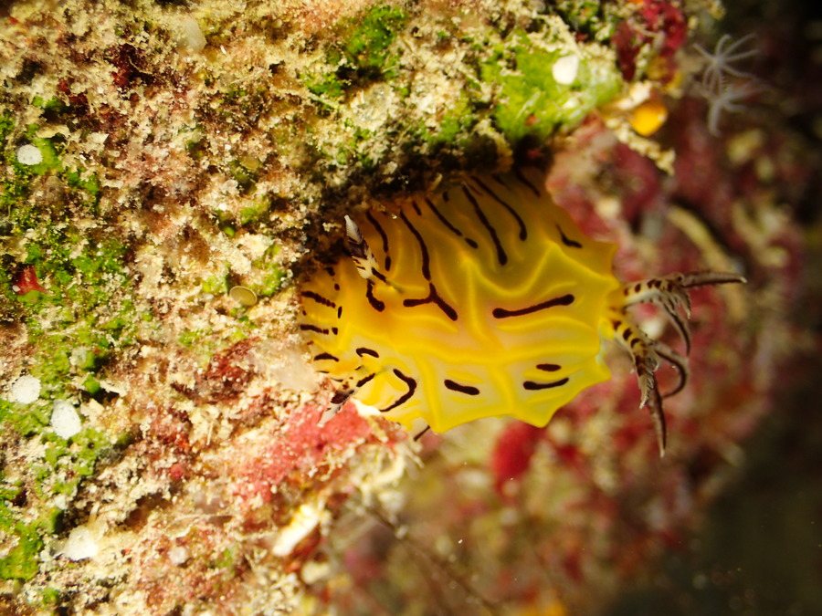 Halgerda johnsonorum