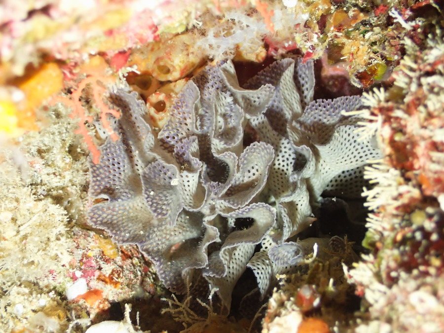 Iodictyum sp.