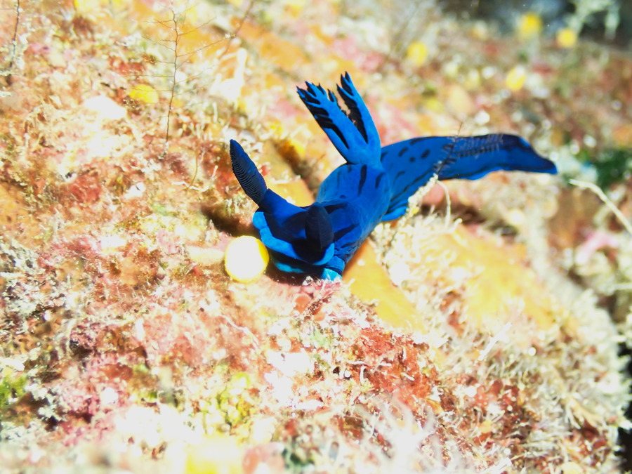 Tambja morosa