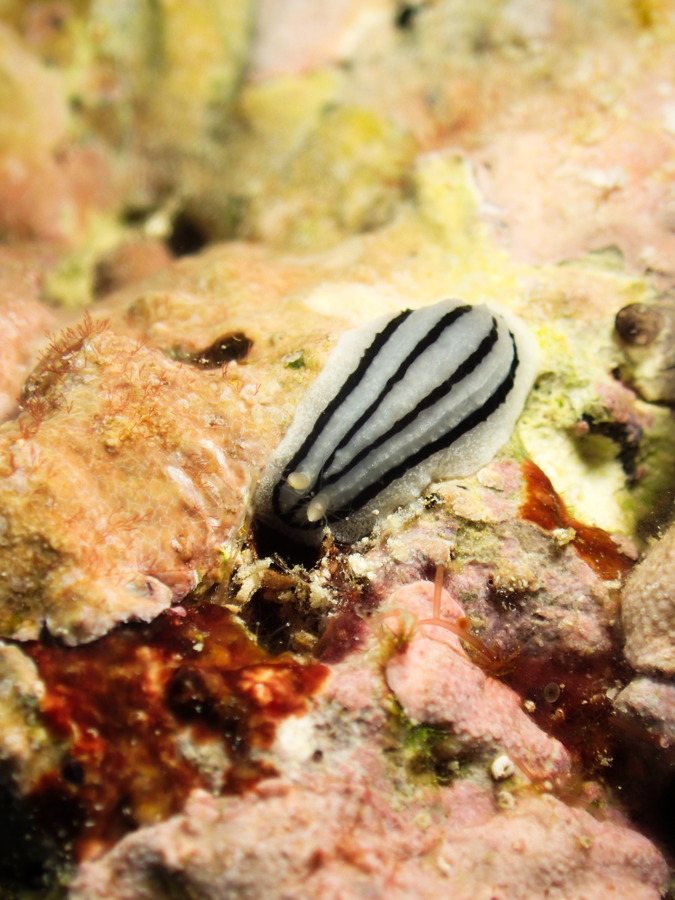 Nudibranche