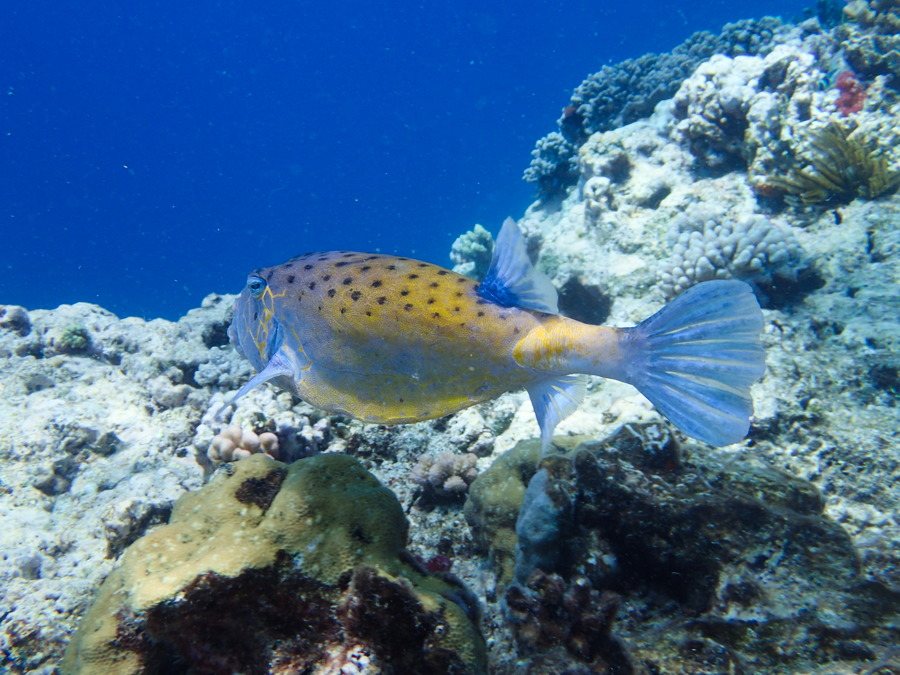 Ostracion cubicus