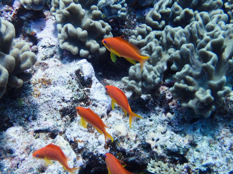 Pseudanthias squamipinnis