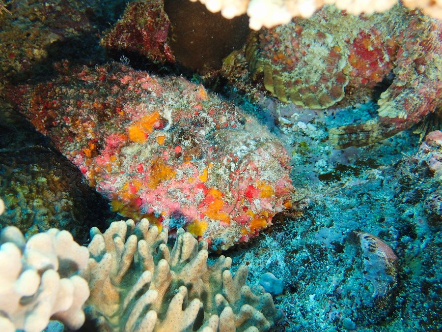 Synanceia verrucosa