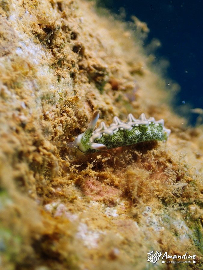 Thuridilla carlsoni