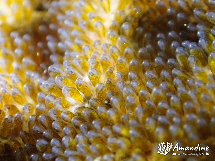 Amphiprion akindynos
