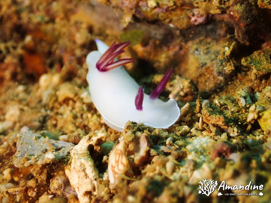 Hypselodoris lacteola