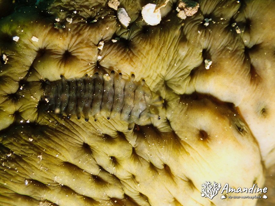 Gastrolepidia clavigera