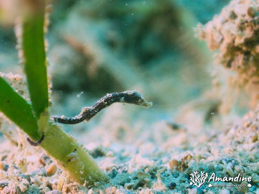Acentronura sp.