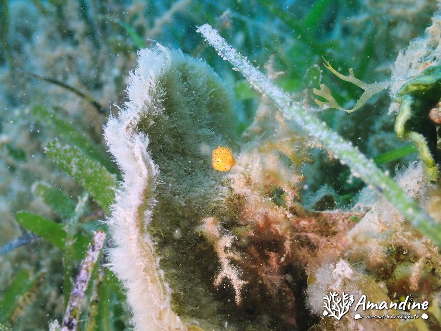Ostracion cubicus