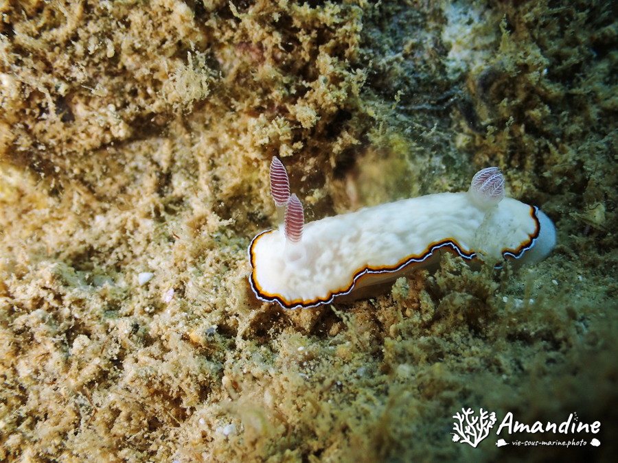 Goniobranchus preciosa