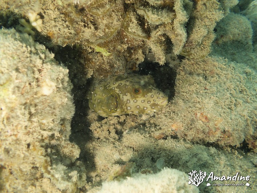 Arothron hispidus