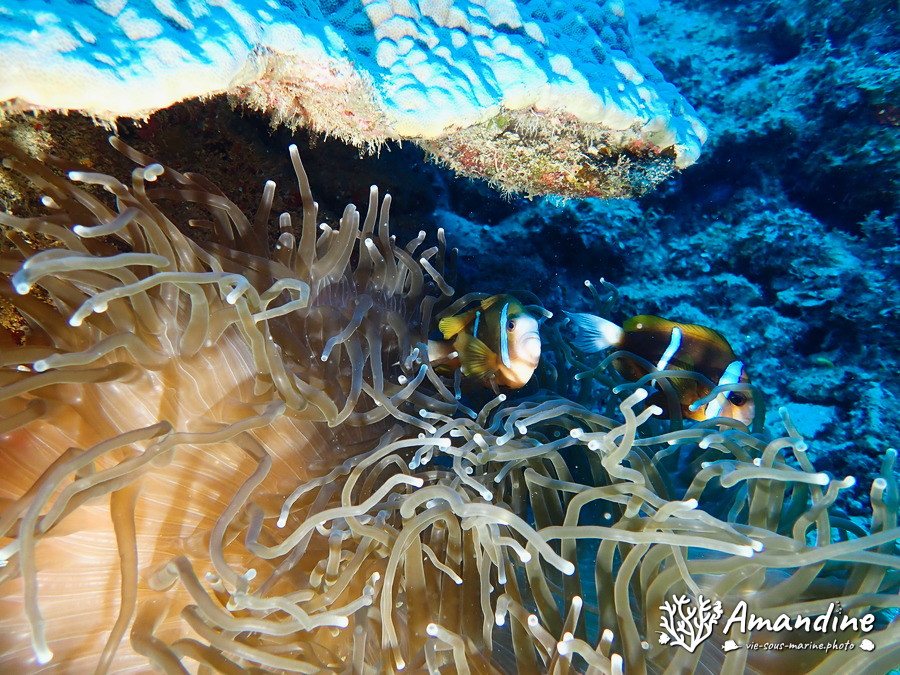 Amphiprion akindynos