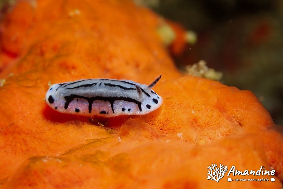 Phyllidiopsis annae