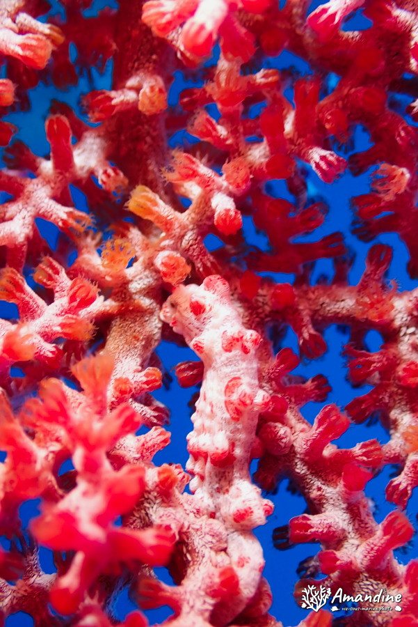Hippocampus bargibanti
